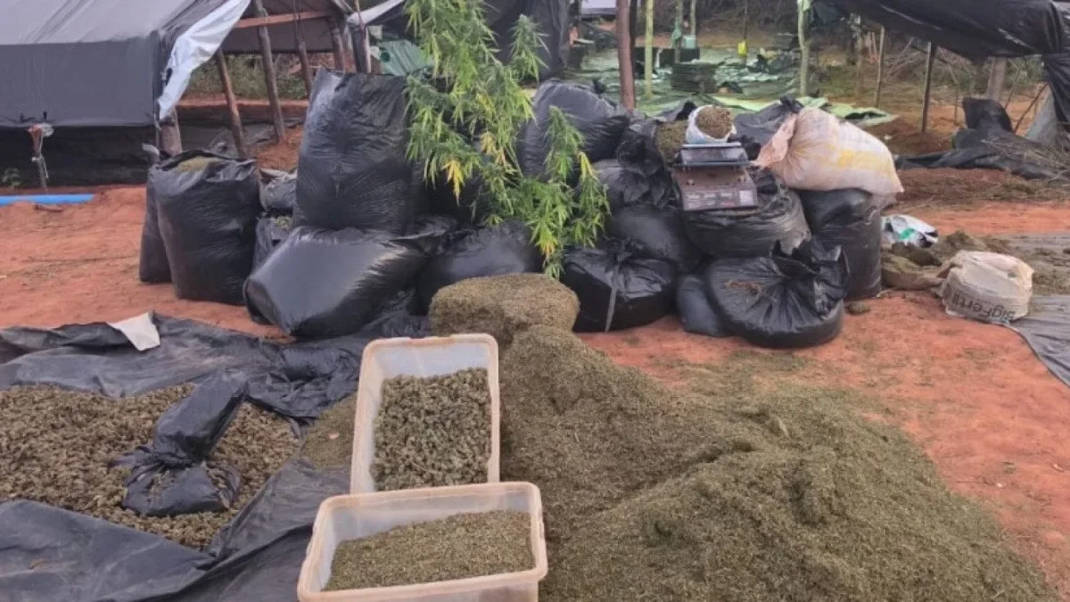 Caso Acopiara: 5 denunciados por plantação de maconha