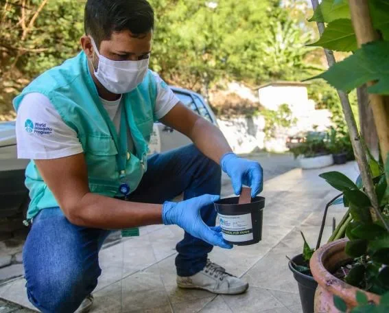 Crato recebe mosquitos Wolbachia e inicia soltura controlada