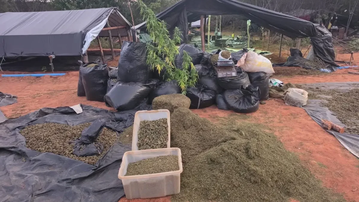 Fazenda da maconha: cinco denunciados por plantação de 290 mil pés