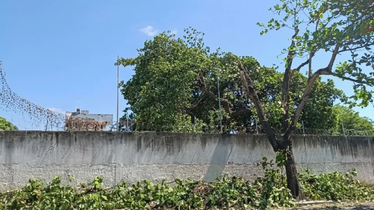 Juazeiro do Norte: homem autuado por poda que danificou árvore