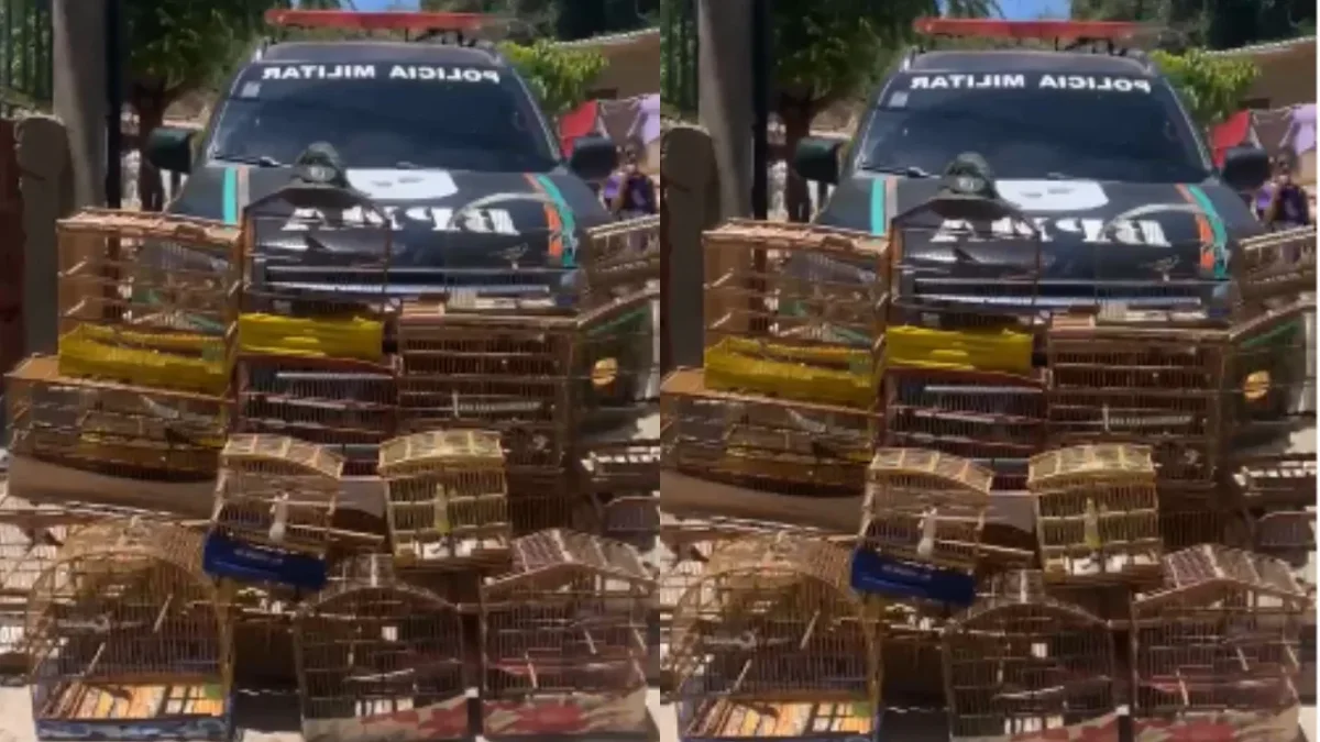 Missão Velha: multa de R$ 10 mil após resgate de 20 aves